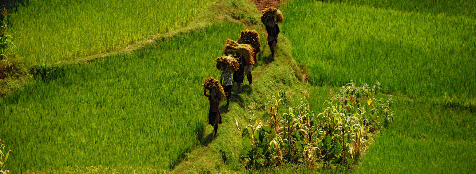 Récolte riz irrigué © Cirad